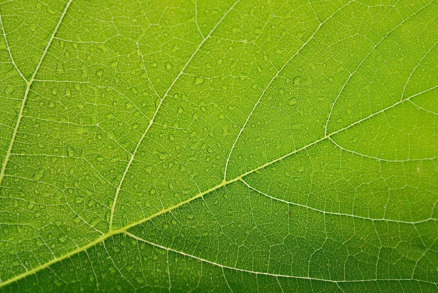 Grünes Blatt mit Kapillaren in Nahaufnahme